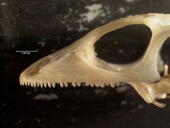 Media type: image;   Herpetology R-131846